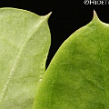 Cynanchum carnosum (Mangrove Vine) leaves. This species is a mangrove inhabitant not a true mangrove.<br />Canon KDX (400D) + EFS60 F2.8 + SPEEDLITE 380EX